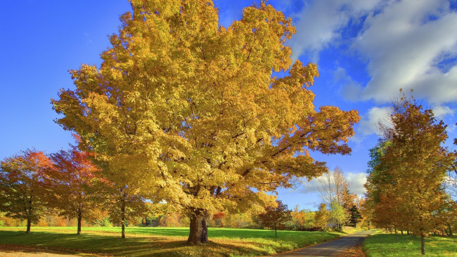Обои картинки фото природа, деревья, осень, дорожка, газон