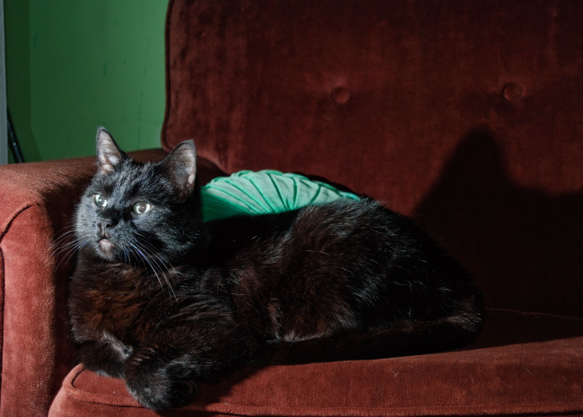 Обои картинки фото животные, коты, черная, кошка