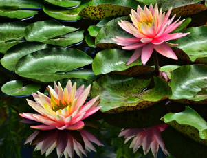 Картинка цветы лилии водяные нимфеи кувшинки розовый вода листья