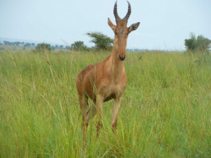 Картинка животные антилопы трава луг