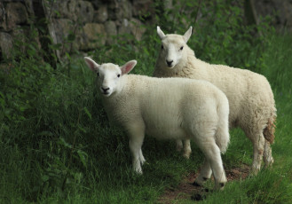 обоя животные, овцы, бараны, шерсть, белые
