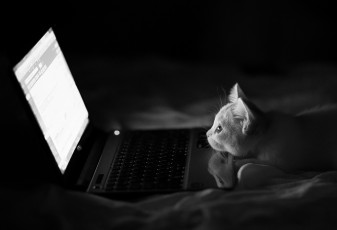 Картинка животные коты hannah benjamin torode ноутбук