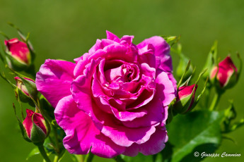 Картинка цветы розы бутоны яркий розовый