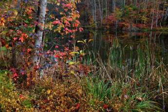 Картинка природа реки озера осень лес озеро