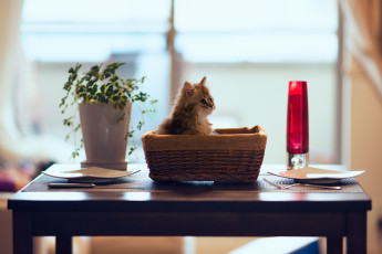 Картинка животные коты daisy benjamin torode котёнок сервировка стол