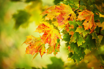 Картинка природа листья клён осень