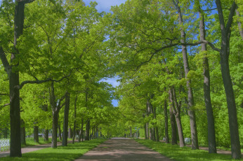Картинка природа парк алея деревья