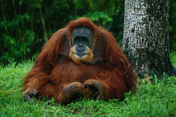 Картинка животные обезьяны орангутанг рыжий