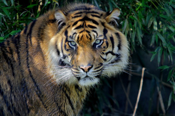 Картинка животные тигры морда хищник красавец
