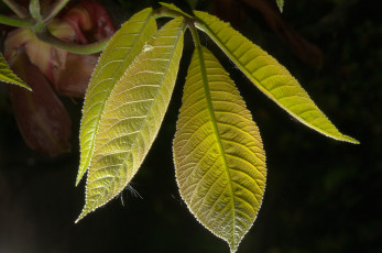 Картинка природа листья ветка