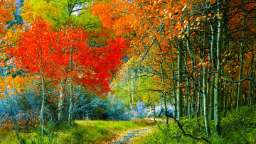 Картинка природа лес осень тропинка парк осины