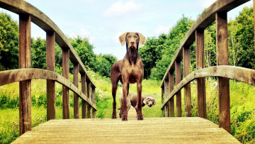 Картинка животные собаки мост mogi hondenfotografie взгляд