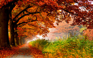 обоя autumn, природа, дороги, трава, красные, кроны, дубы, дорожка, осень, красота, аллея, парк