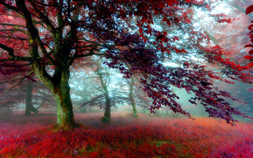 Картинка природа деревья осень туман трава краски