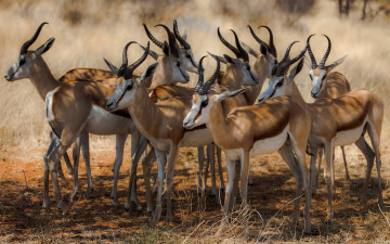 Картинка животные антилопы африка природа