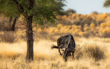 Картинка животные антилопы природа африка антилопа