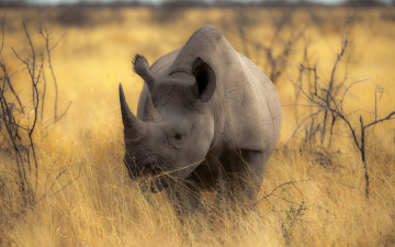 Картинка животные носороги природа фон носорог
