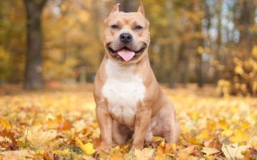 Картинка животные собаки листва осень собака