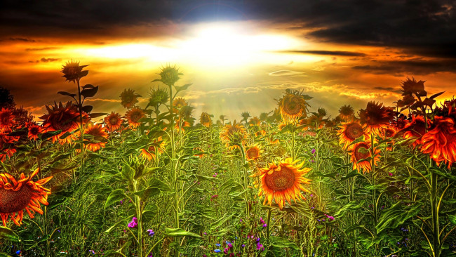 Обои картинки фото цветы, подсолнухи, тучи, свет, солнце, поле