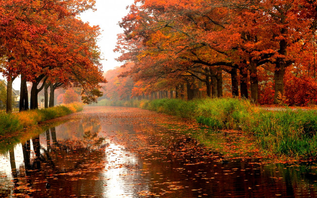 Обои картинки фото autumn, rain, природа, реки, озера, осень, дождь, дорога, листва, деревья