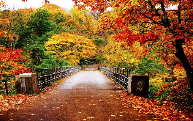Обои картинки фото природа, дороги, осень, лес, дорога, мост, листва
