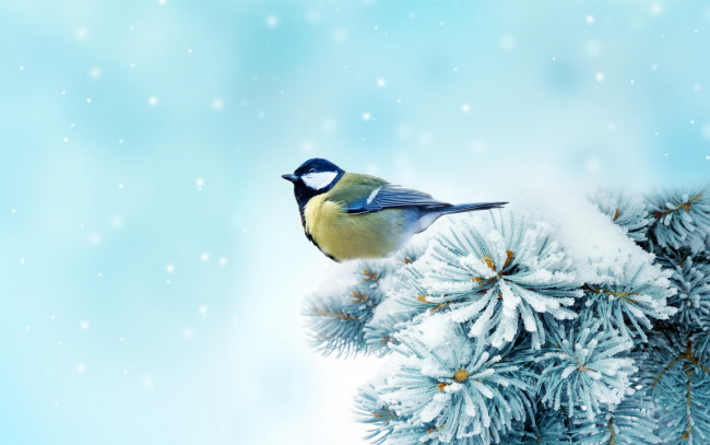 Обои картинки фото животные, синицы, лазоревки, снег, зима, деревья, bird