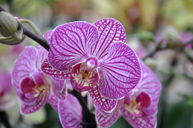 Обои картинки фото цветы, орхидеи, лепестки, пестрый