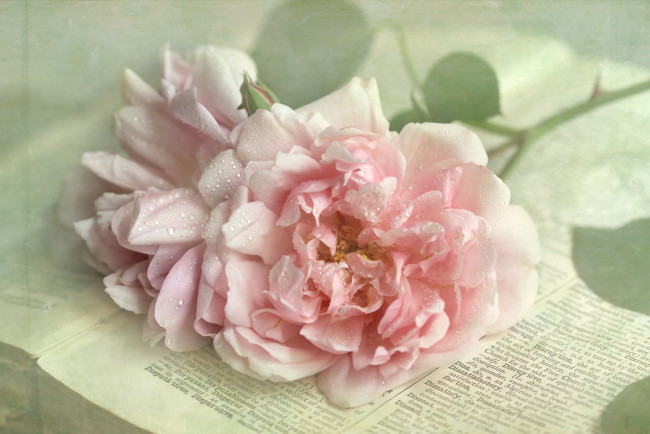 Обои картинки фото цветы, розы, бледно-розовый, капли, книга