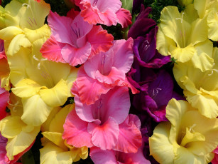 Картинка цветы гладиолусы макро