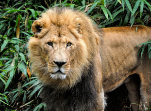 Картинка животные львы лев морда грива