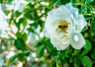 Картинка цветы розы пчела белый