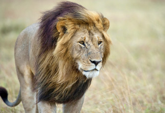 Картинка животные львы грива лев морда