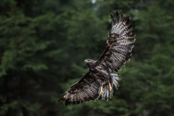 Картинка животные птицы хищники полет крылья