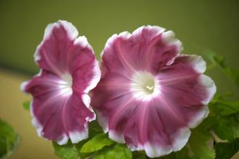 Картинка цветы петунии калибрахоа макро