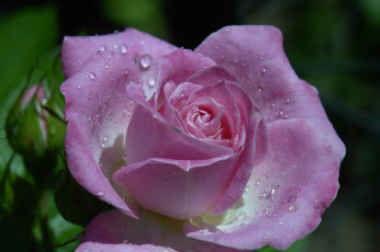 Картинка цветы розы капли макро бутон лепестки