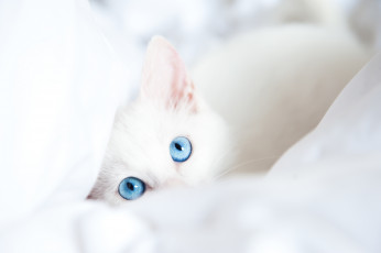 Картинка животные коты голубые глаза