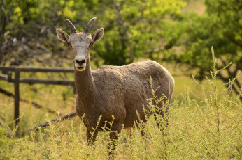 Картинка животные козы горный баран трава вольер