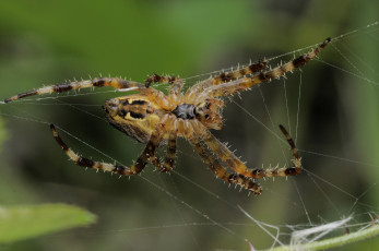 Картинка животные пауки паутина паук