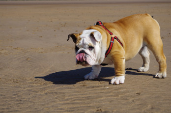 Картинка животные собаки ошейник бульдог пляж