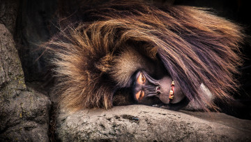 Картинка животные обезьяны обезьяна голова грива