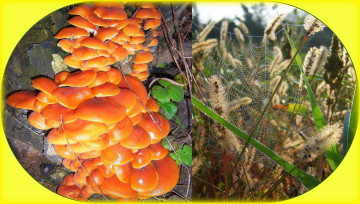 обоя природа, другое, зимний, грибы