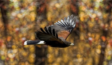 Картинка животные птицы хищники крылья полет орел размах