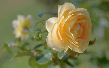 Картинка цветы розы макро боке бутон
