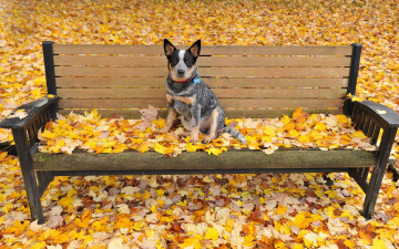 Картинка животные собаки осень скамья листья