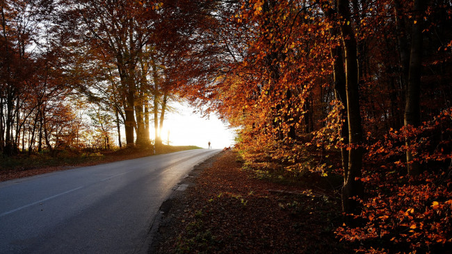 Обои картинки фото природа, дороги, лес, дорога, осень, свет