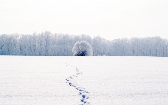 Обои картинки фото природа, зима, иней, деревья, следы, снег, холод, белый