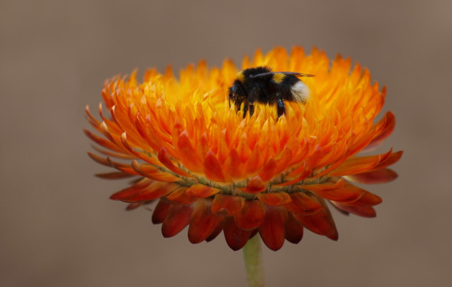Обои картинки фото животные, пчелы, осы, шмели, цветок, шмель