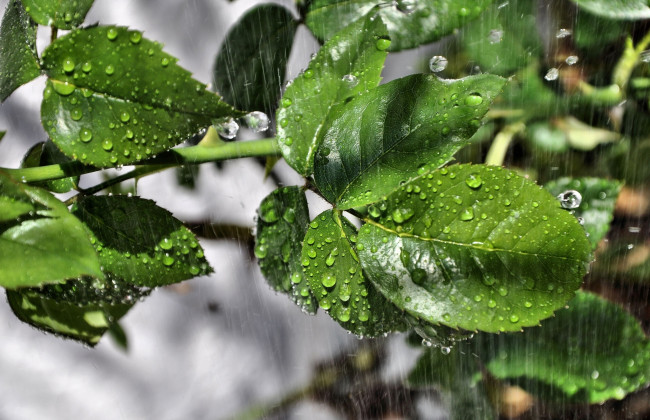 Обои картинки фото природа, листья, капли, дождь, макро