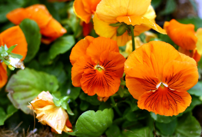 Обои картинки фото цветы, анютины, глазки, садовые, фиалки, оранжевый