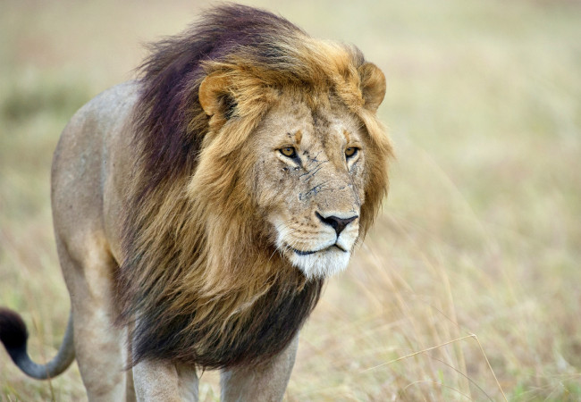 Обои картинки фото животные, львы, грива, лев, морда